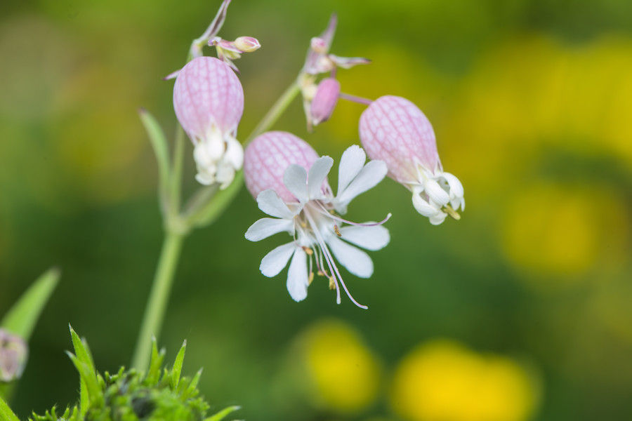 Blume