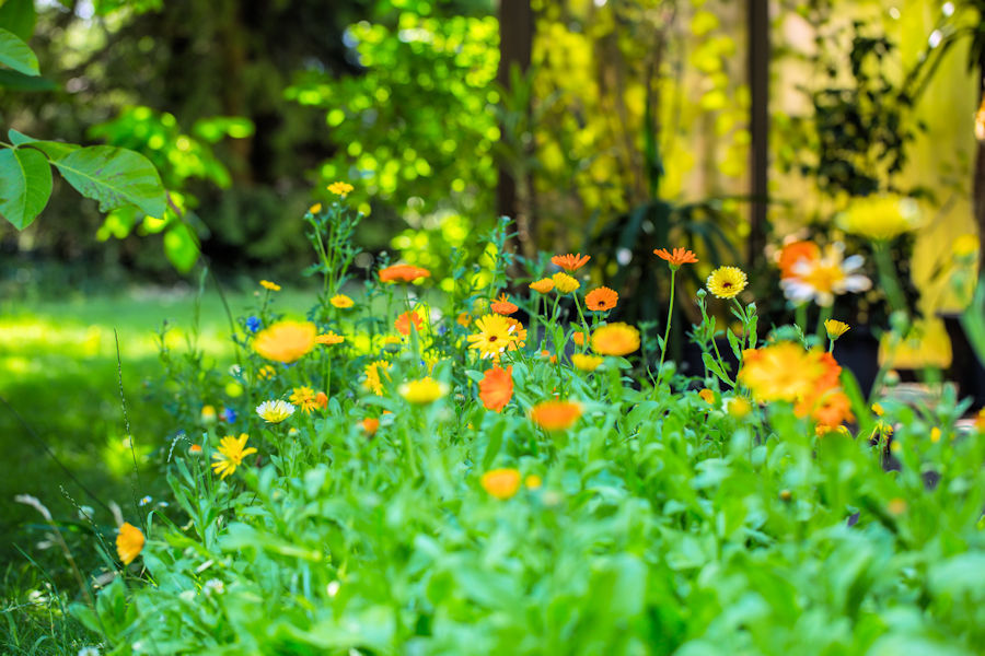 Blumenbeet mit Ringelblumen