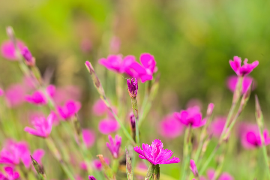 Blumenwiese