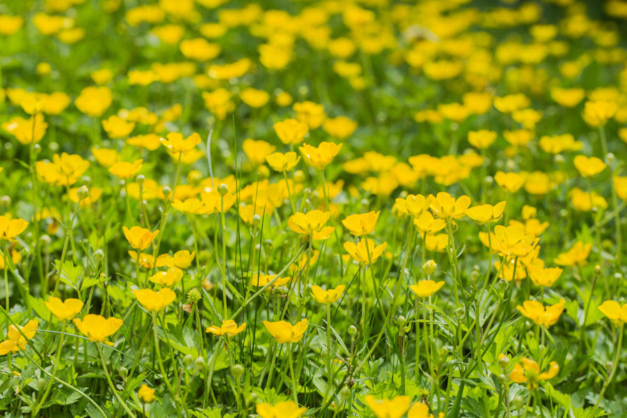 Butterblumen