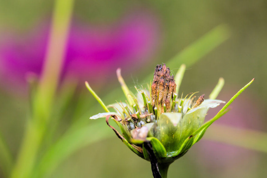 Cosmea Verblüht