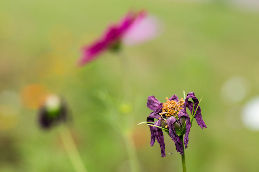 Cosmea Verblüht