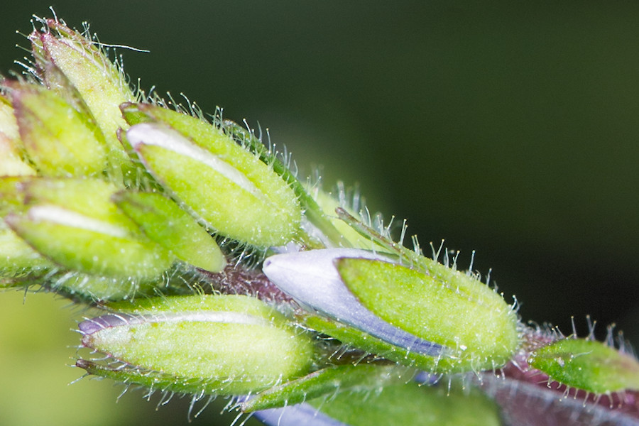 Ehrenpreis geschlossene Blüten