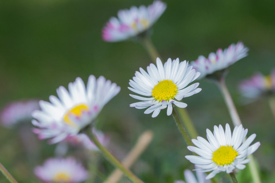 Gänseblümchen