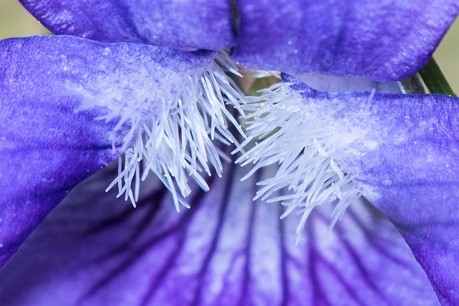 Gundermann Blüte Details