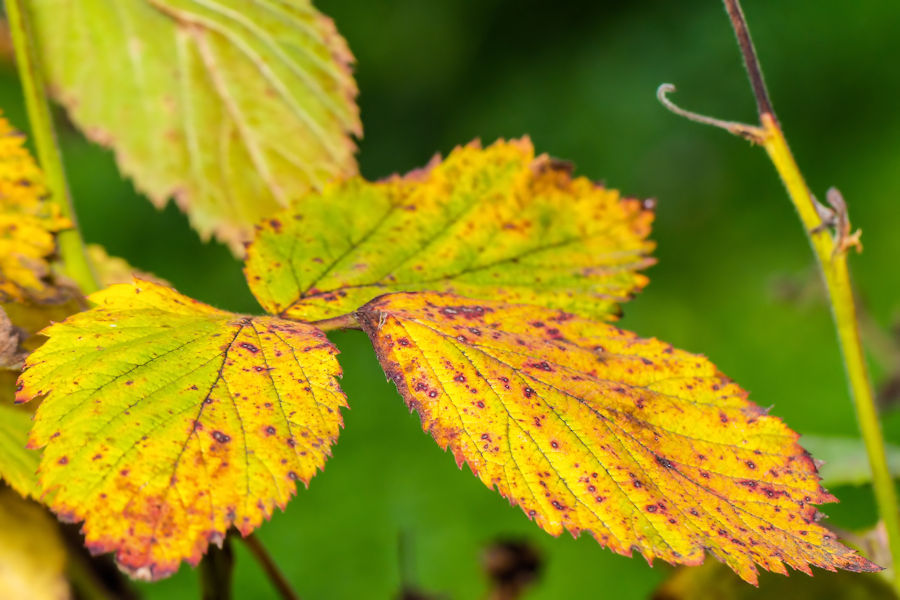 Herbstlich gefärbte Blätter