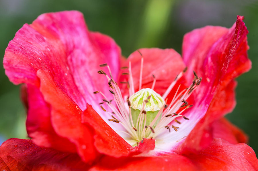 Klatschmohn