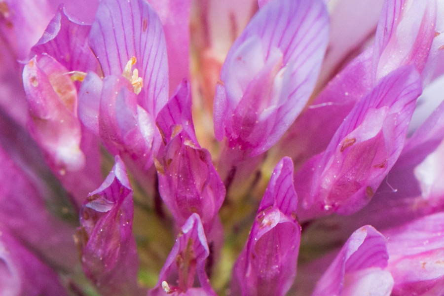 Kleeblüte