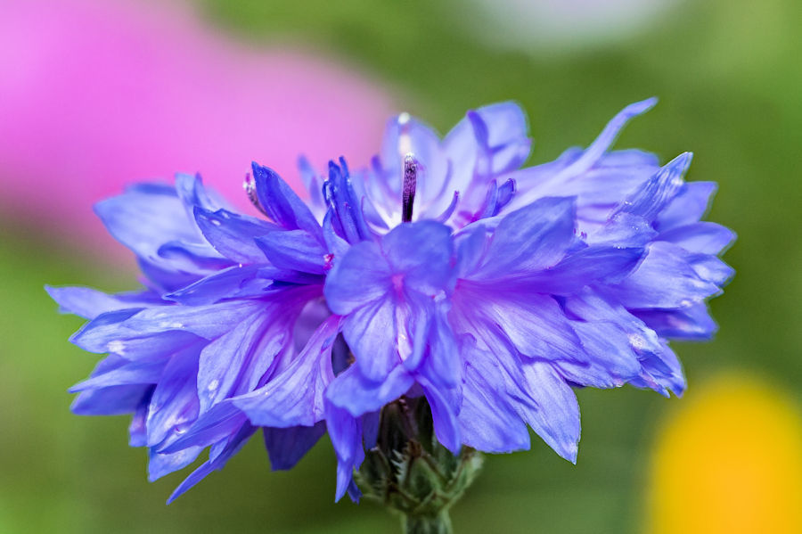 Kornblume