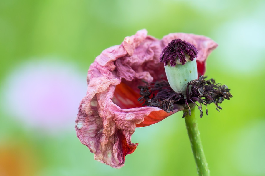 Verblüter Klatschmohn