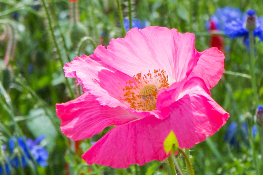 pinker Klatschmohn