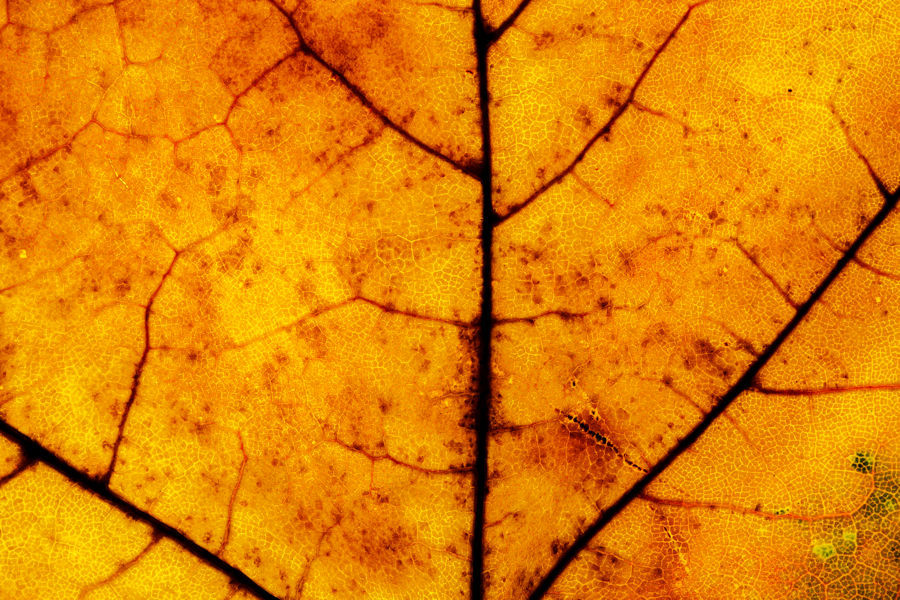 Ahornblatt im Herbst