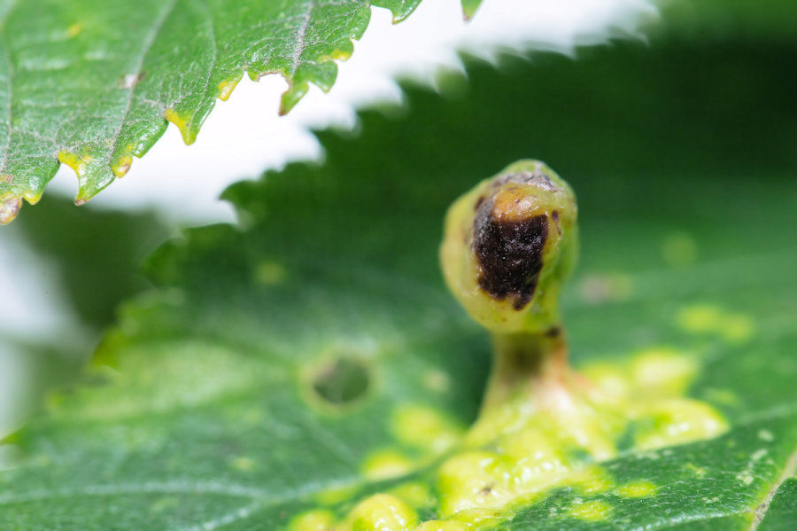 Blatt mit Pilzbefall