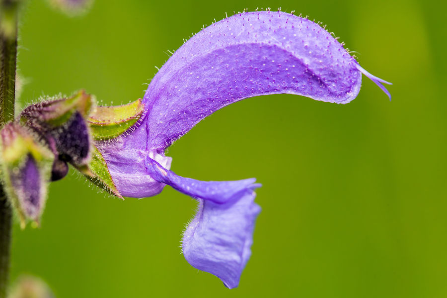 Blauer Natterkopf