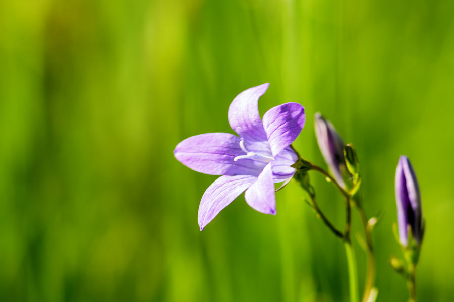 Blüte