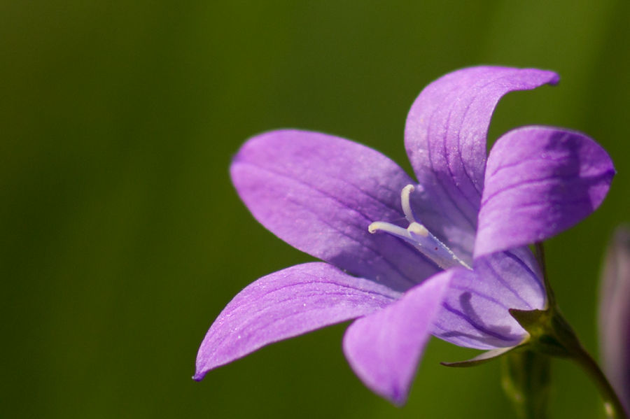 Blüte
