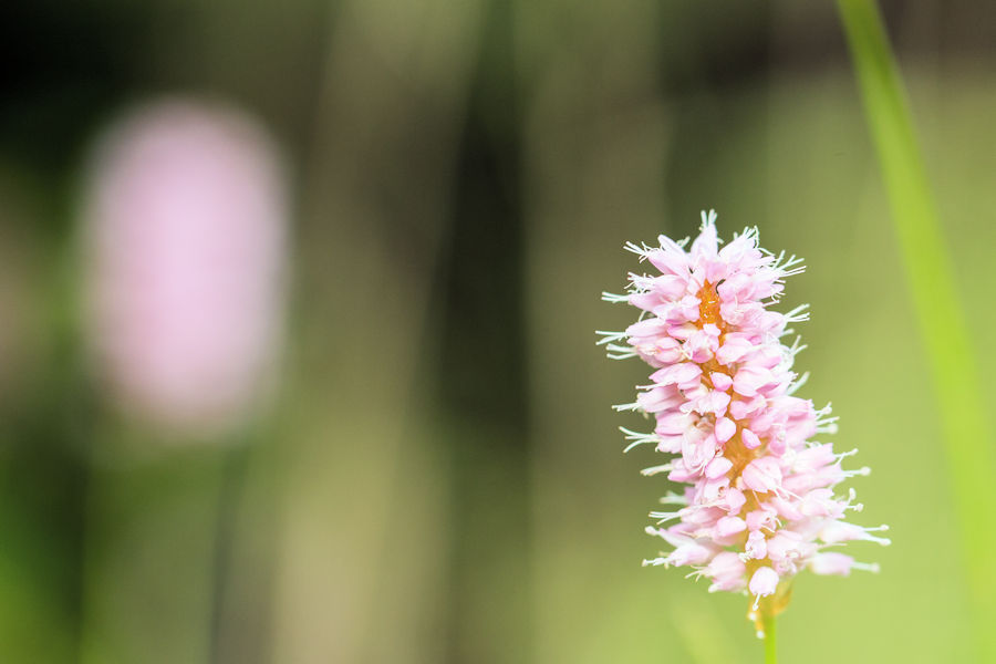 Blüte