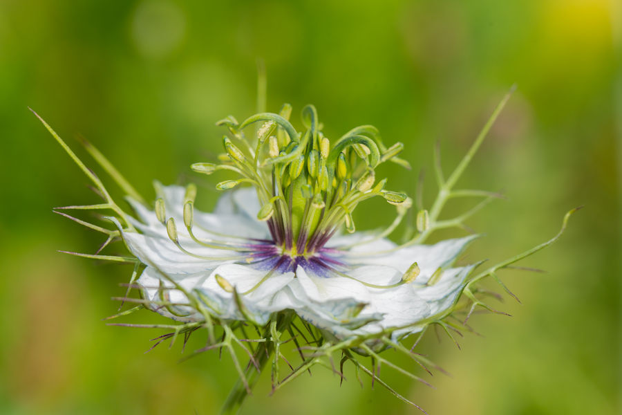 Blüte