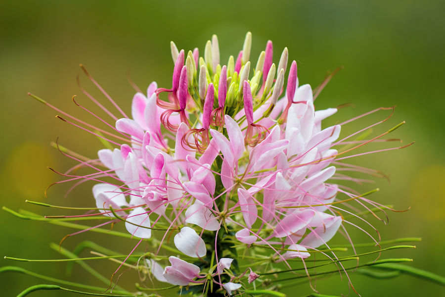 Blüte