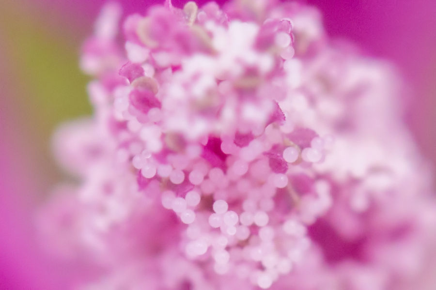 Blütendetails