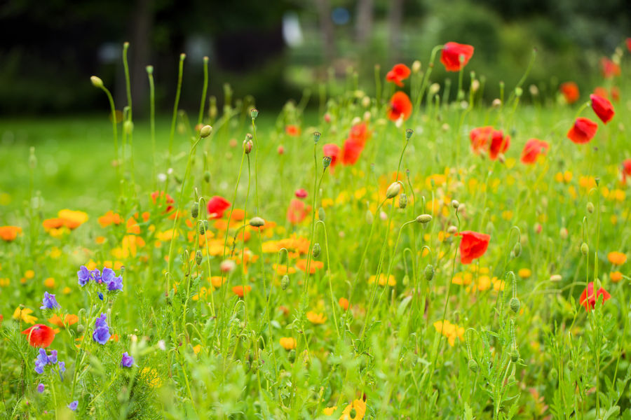Blumenwiese