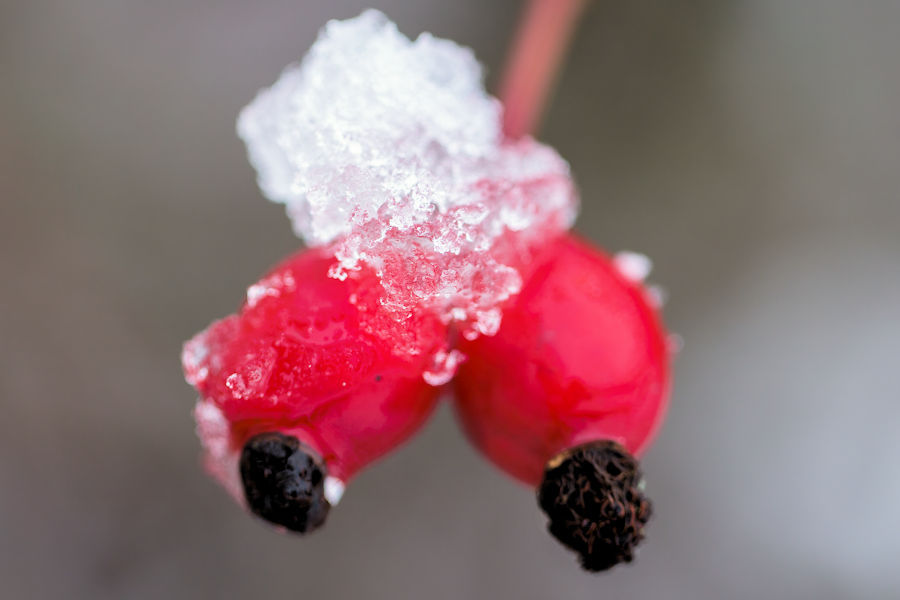 Hagebutte im Schnee