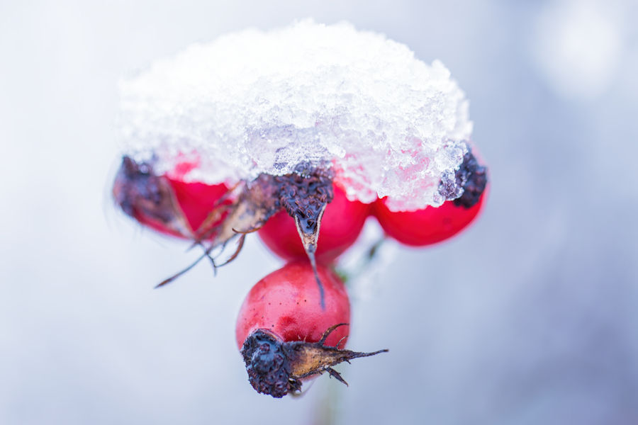 Hagebutten im Schnee
