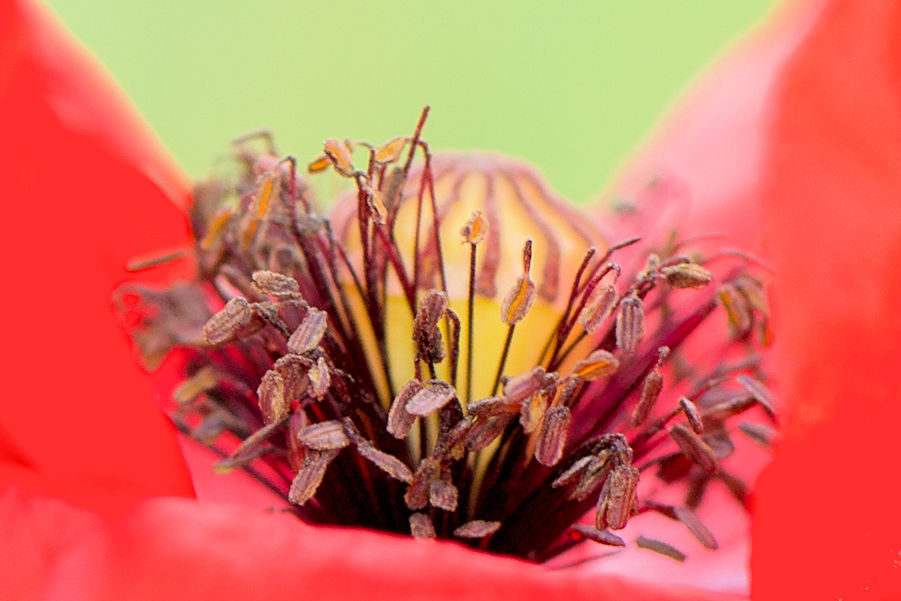 Klatschmohn