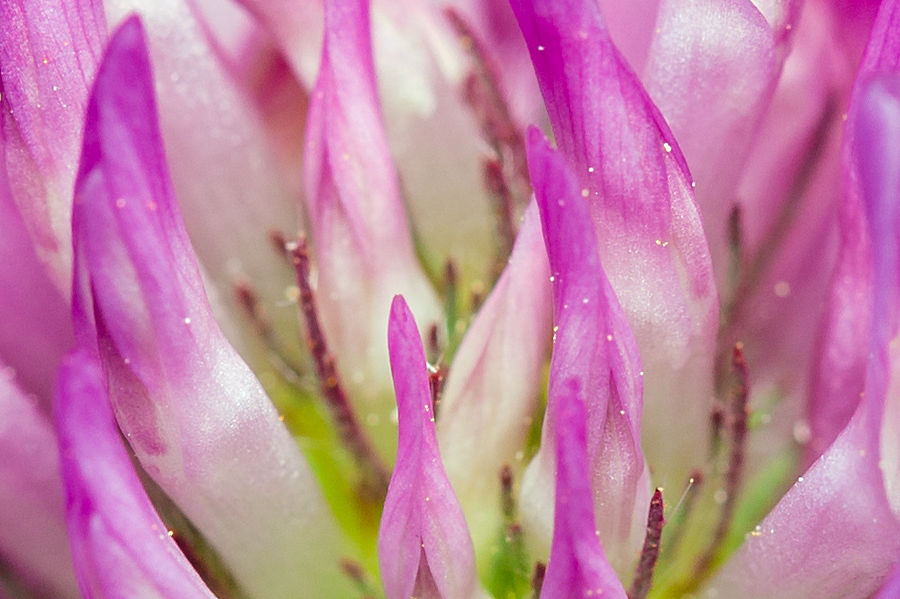 Kleeblüte