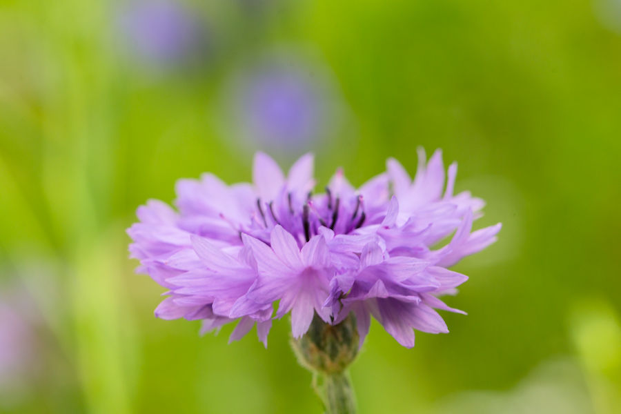 Kornblume