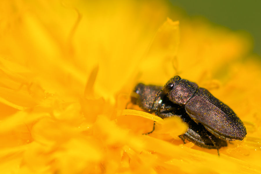 Löwenzahnblüte mit Besuchern