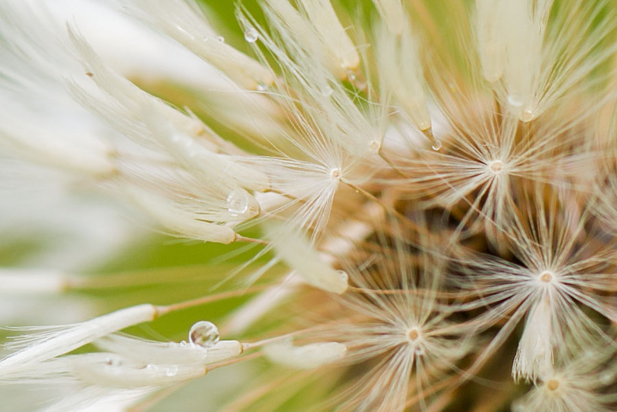 Pusteblume