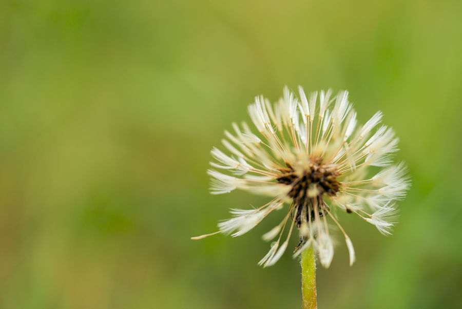 Pusteblume
