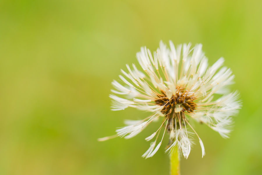 Pusteblume