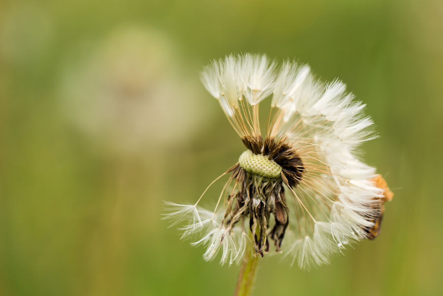 Pusteblume