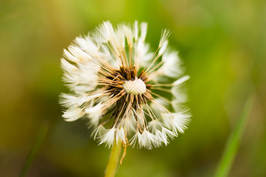 Pusteblume