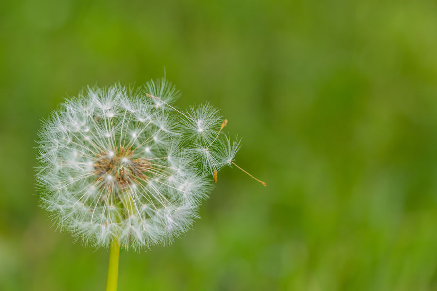 Pusteblume
