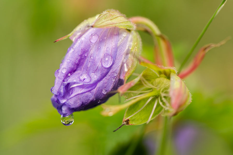 Regentropfen an einer Blüte