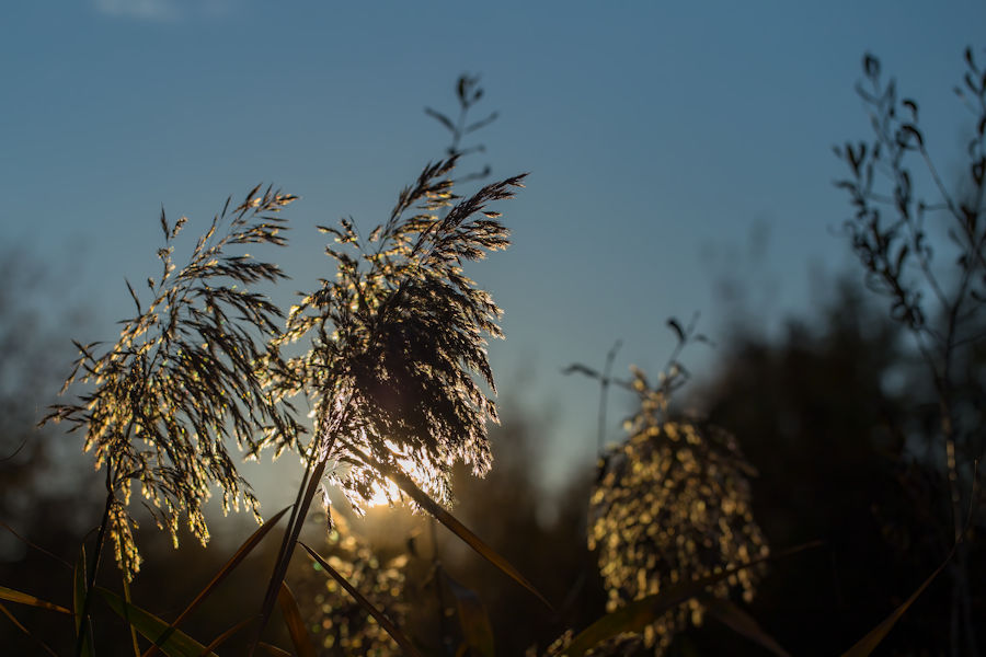 Schilf im Gegenlicht