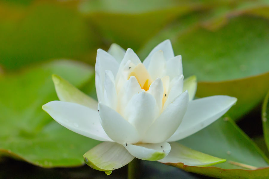 Seerose