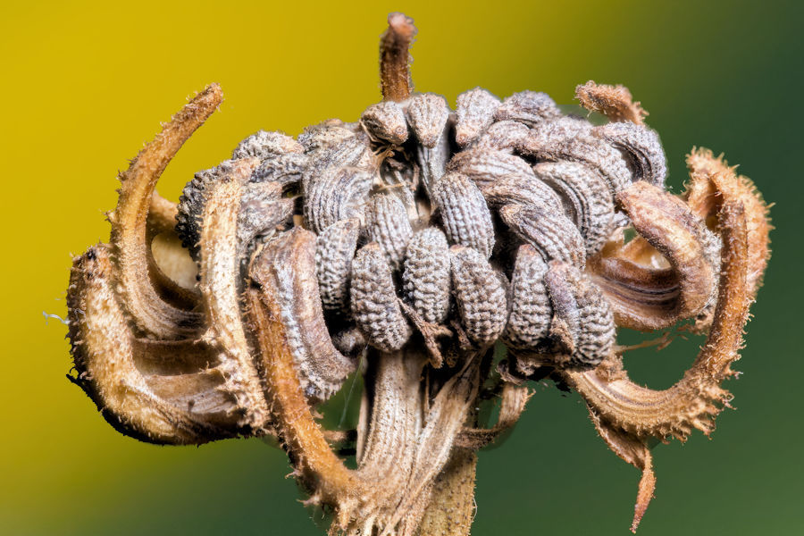 Verblühte Ringelblume