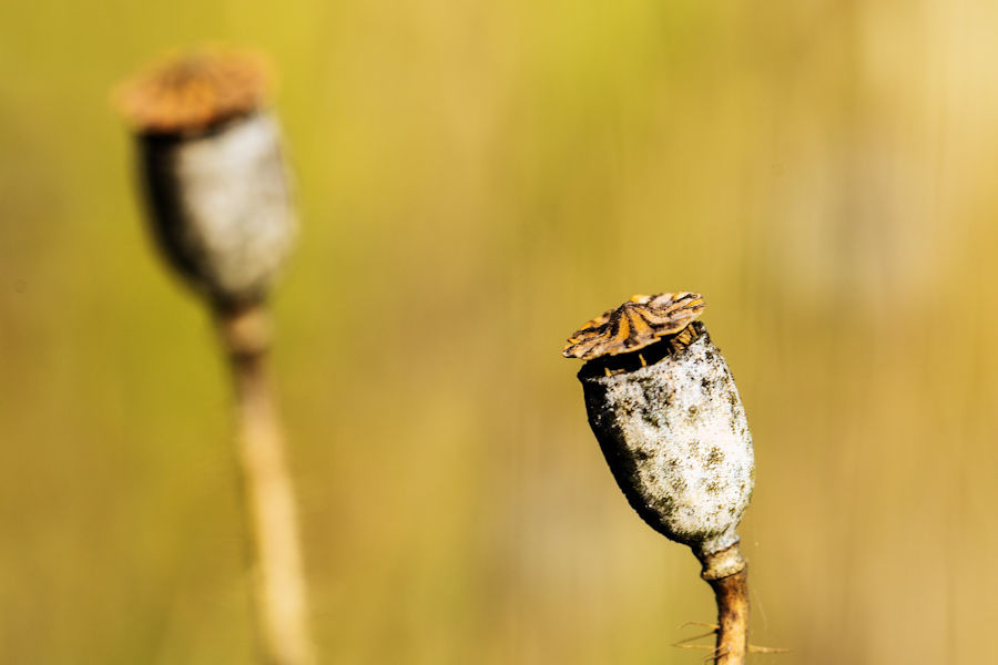 Verblühter Klatschmohn