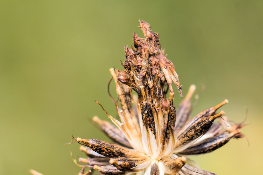 Verblüte