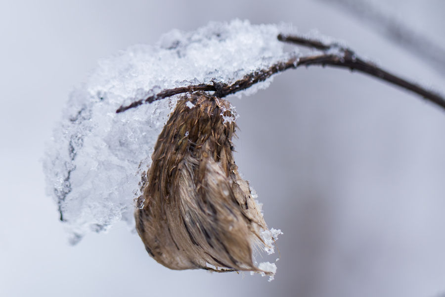 im Winter