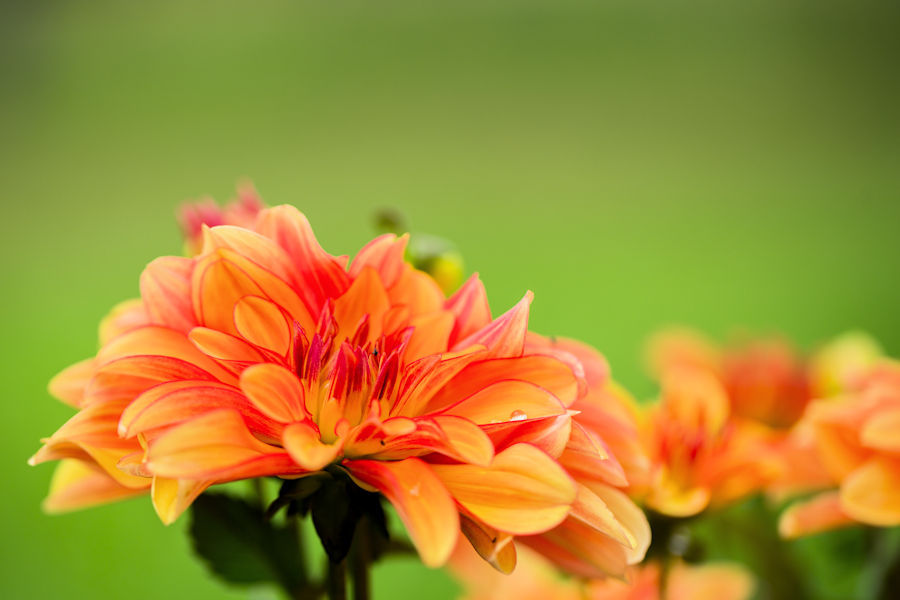 orange rote Blüte
