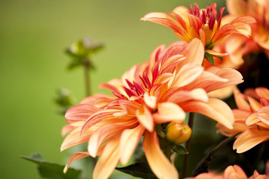 orange rote Blüten