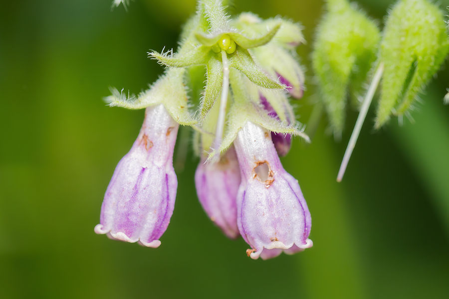 Blüten