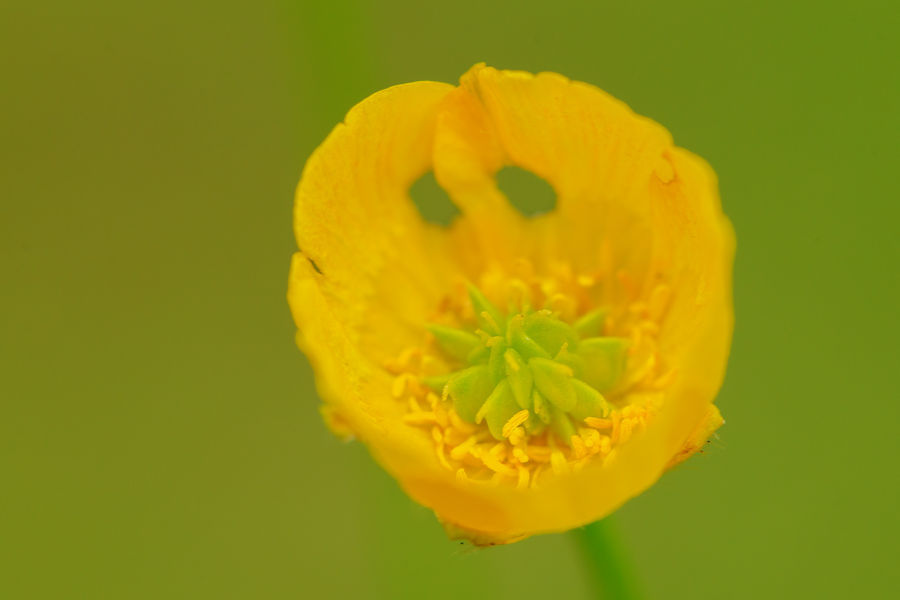 Butterblume