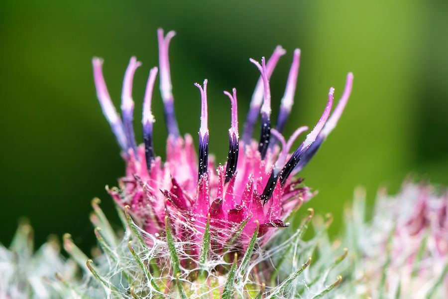 Distelblüte