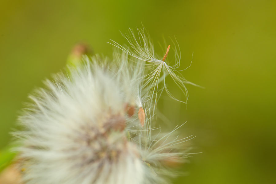 Distelblüte mit Fruchtstand